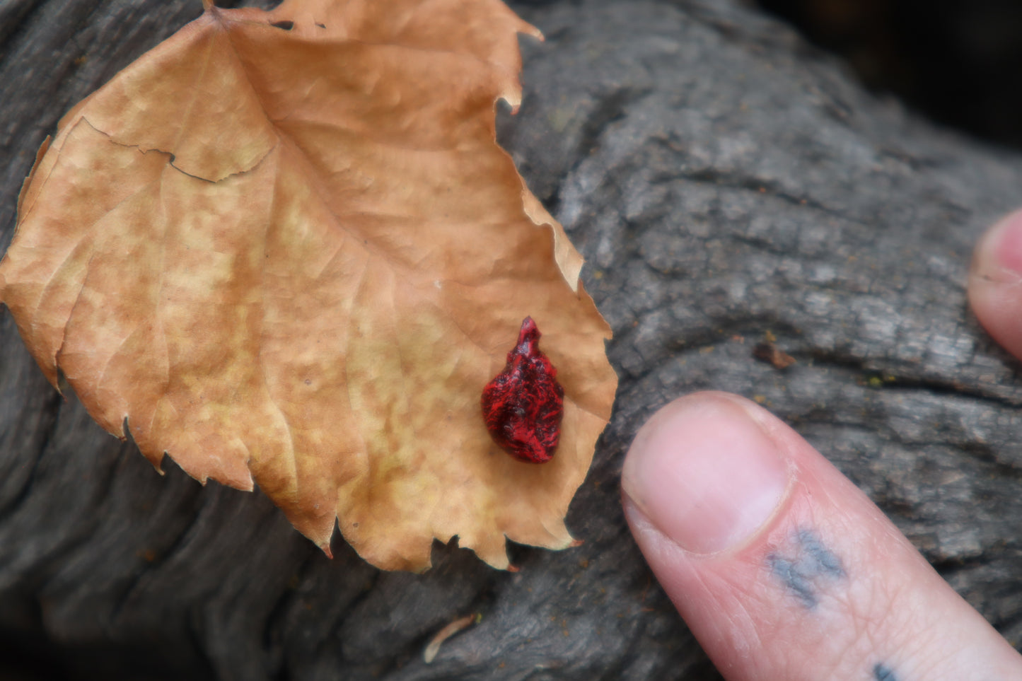 Dry Preserved Fetal Kitten Heart