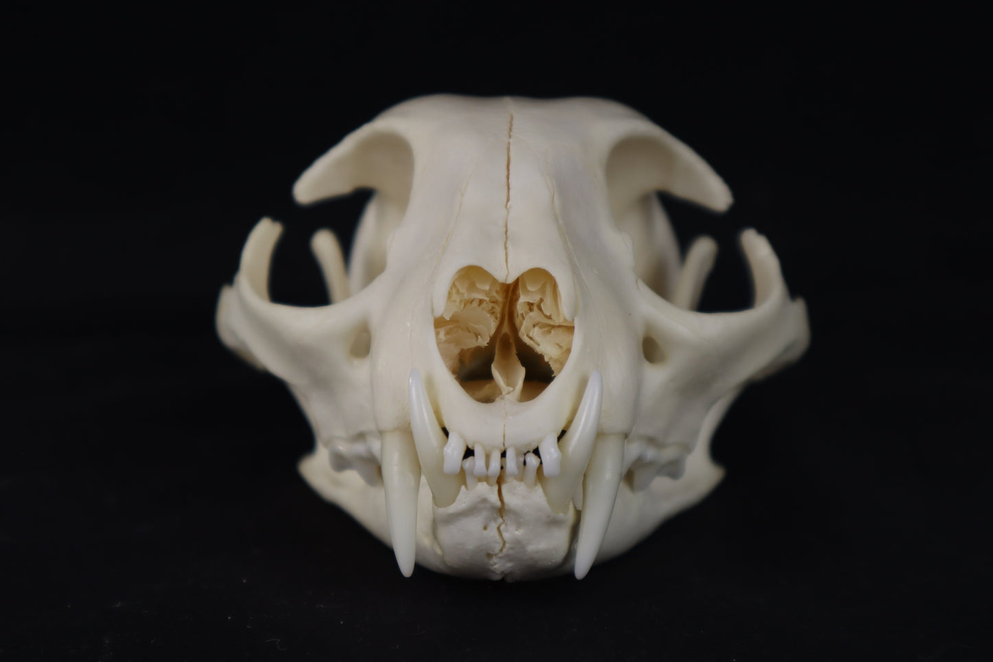Pathological Bobcat Skull