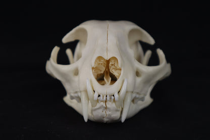 Pathological Bobcat Skull