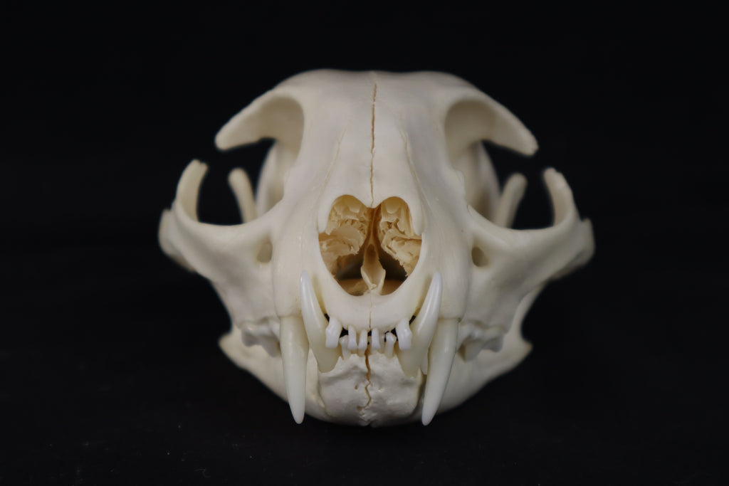Pathological Bobcat Skull