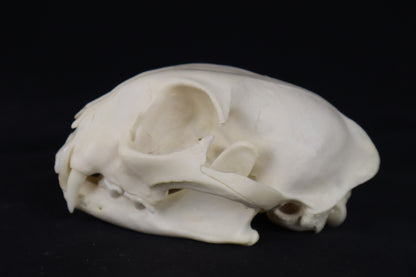 Pathological Bobcat Skull