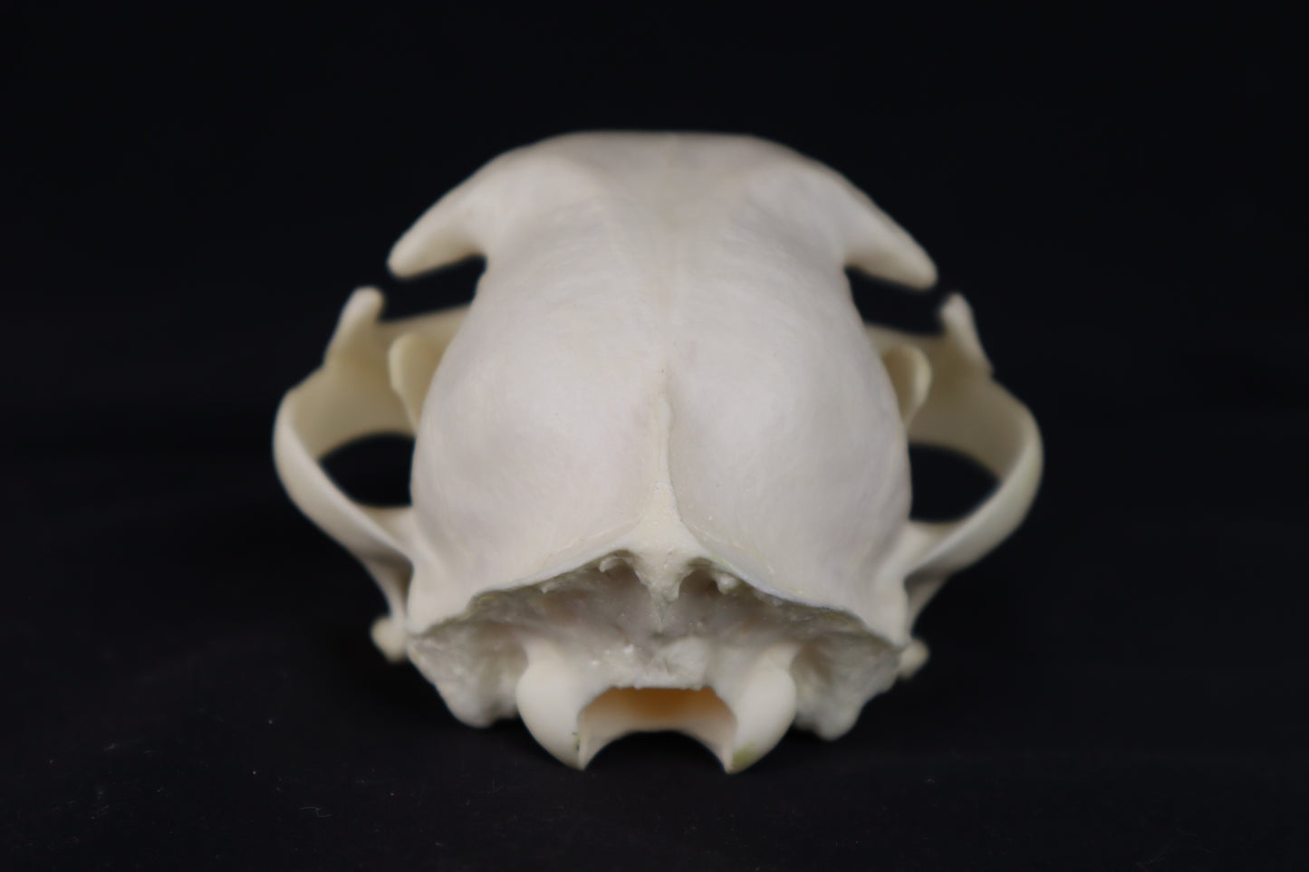 Pathological Bobcat Skull