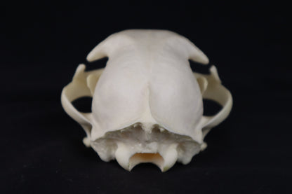 Pathological Bobcat Skull