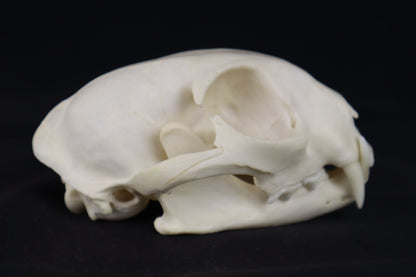 Pathological Bobcat Skull