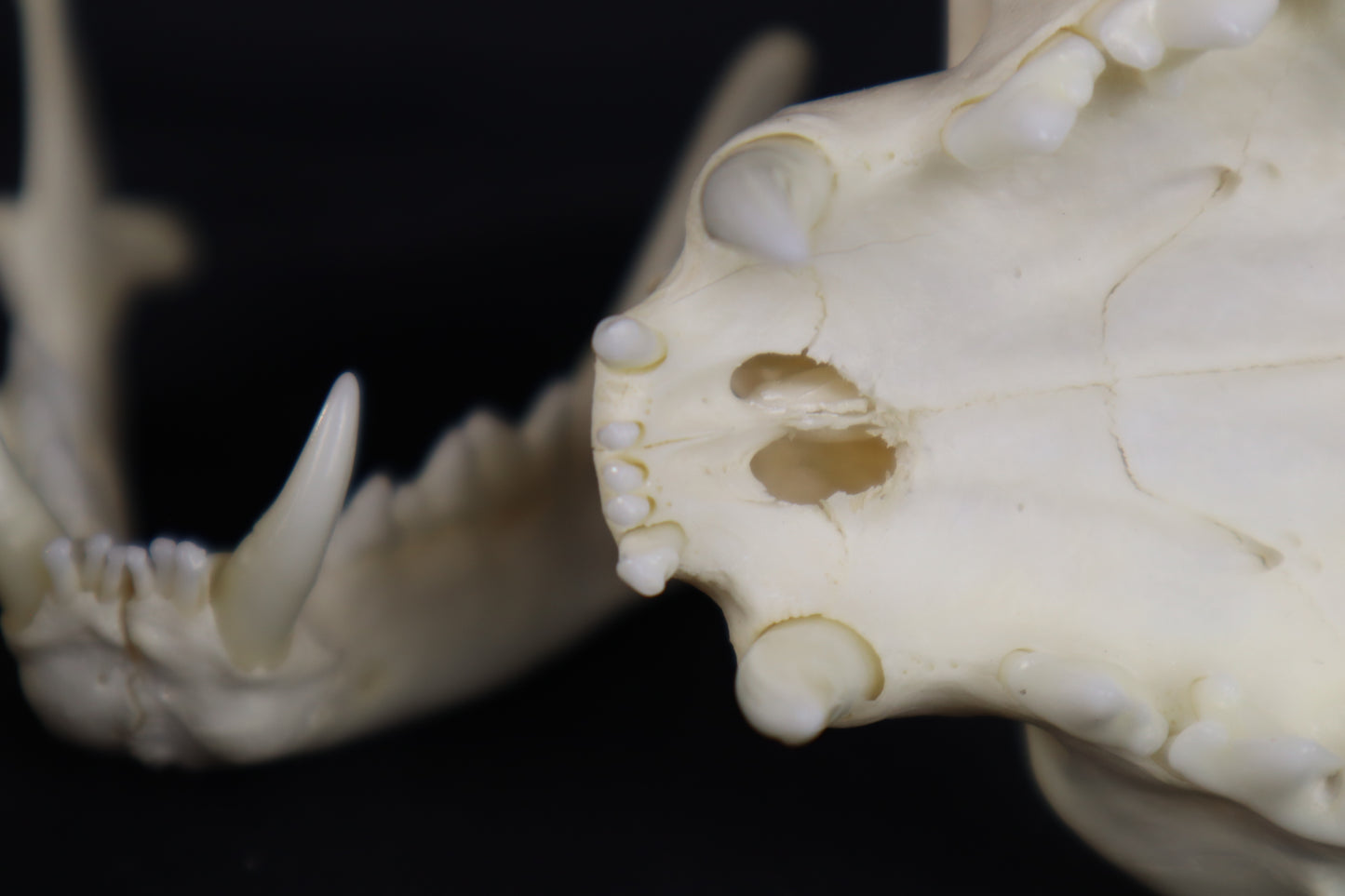 Pathological Bobcat Skull