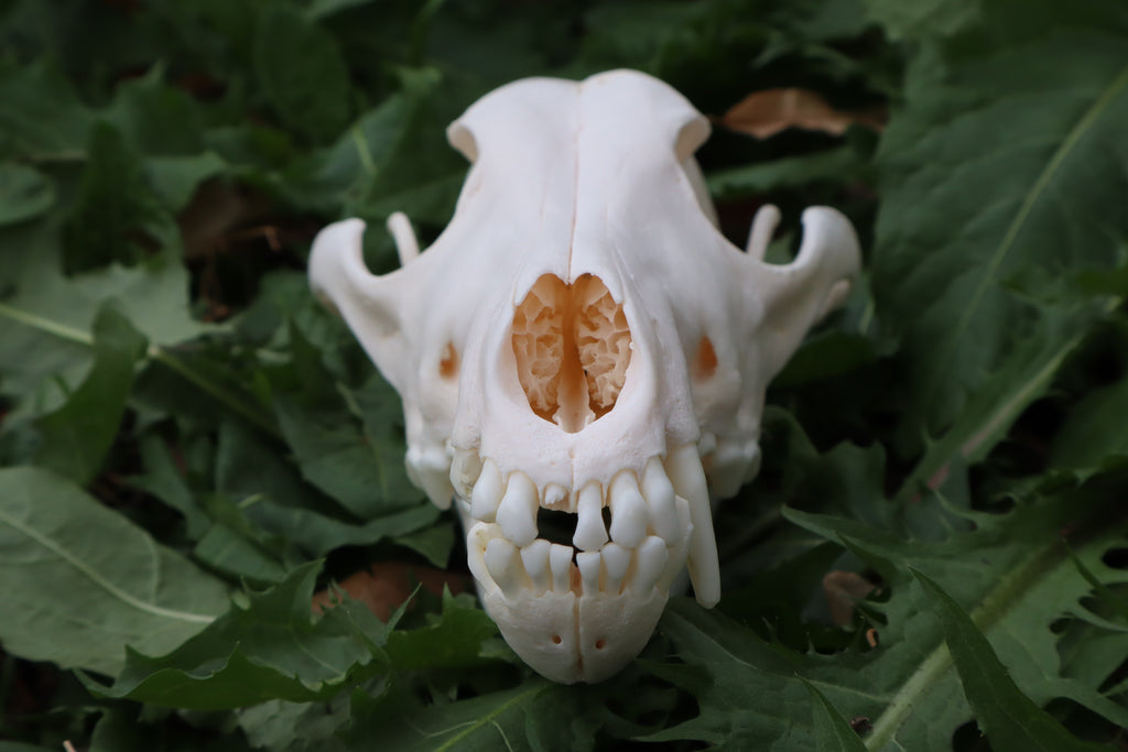 Pathological Coyote Skull