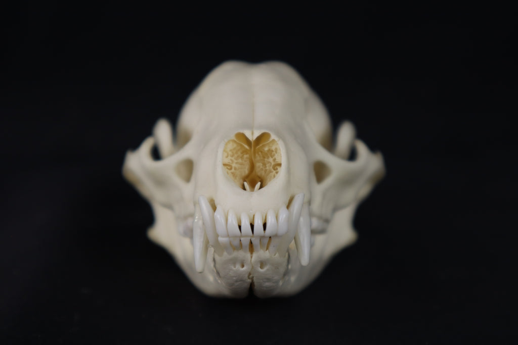 Raccoon Skull