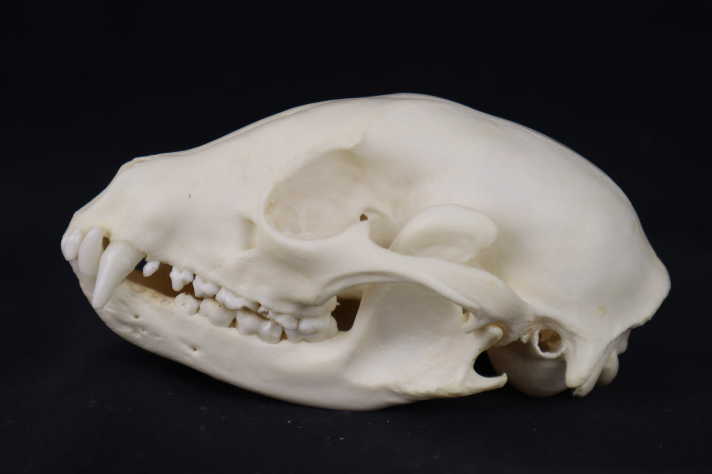 Raccoon Skull
