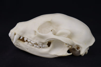 Raccoon Skull