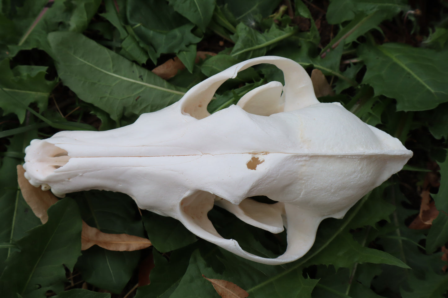 Pathological Coyote Skull