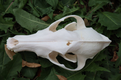 Pathological Coyote Skull