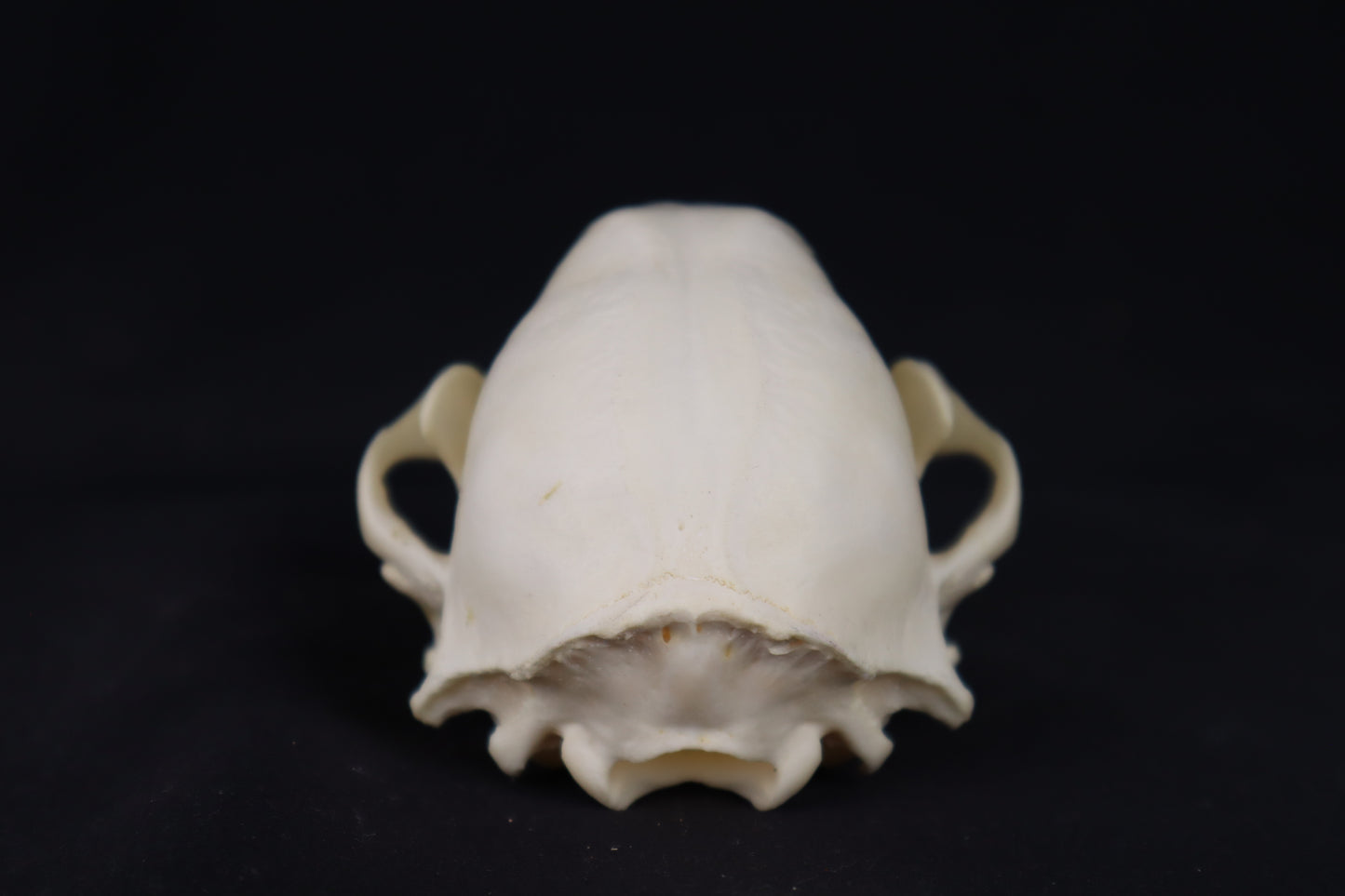 Raccoon Skull