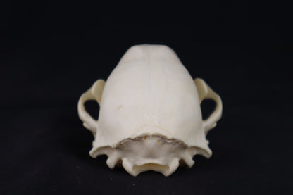 Raccoon Skull