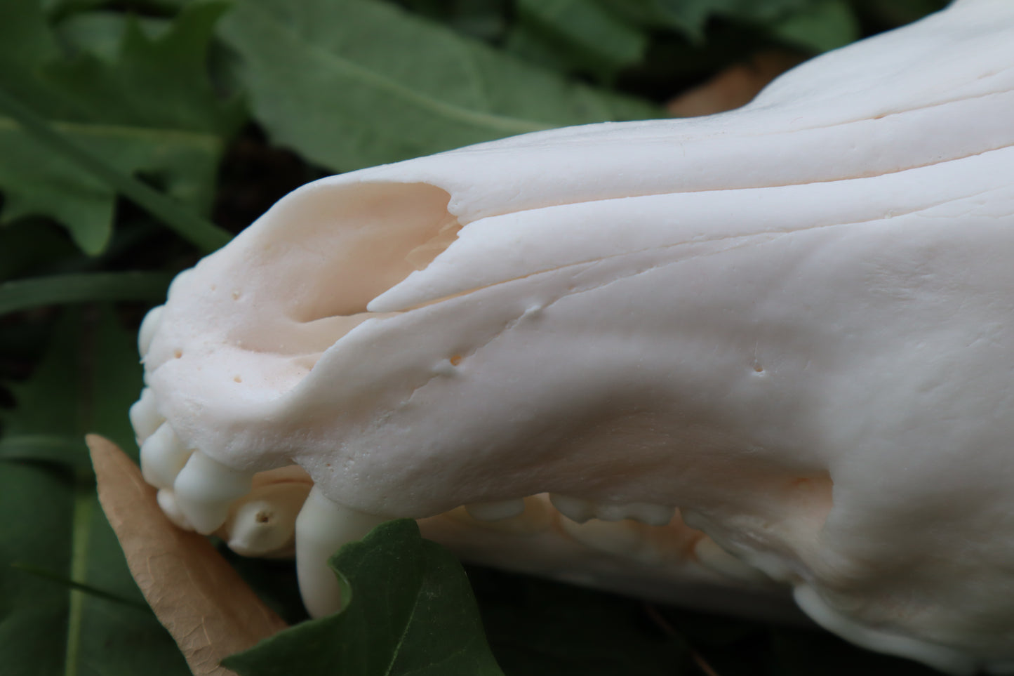 Pathological Coyote Skull