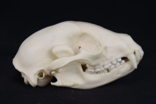 Raccoon Skull