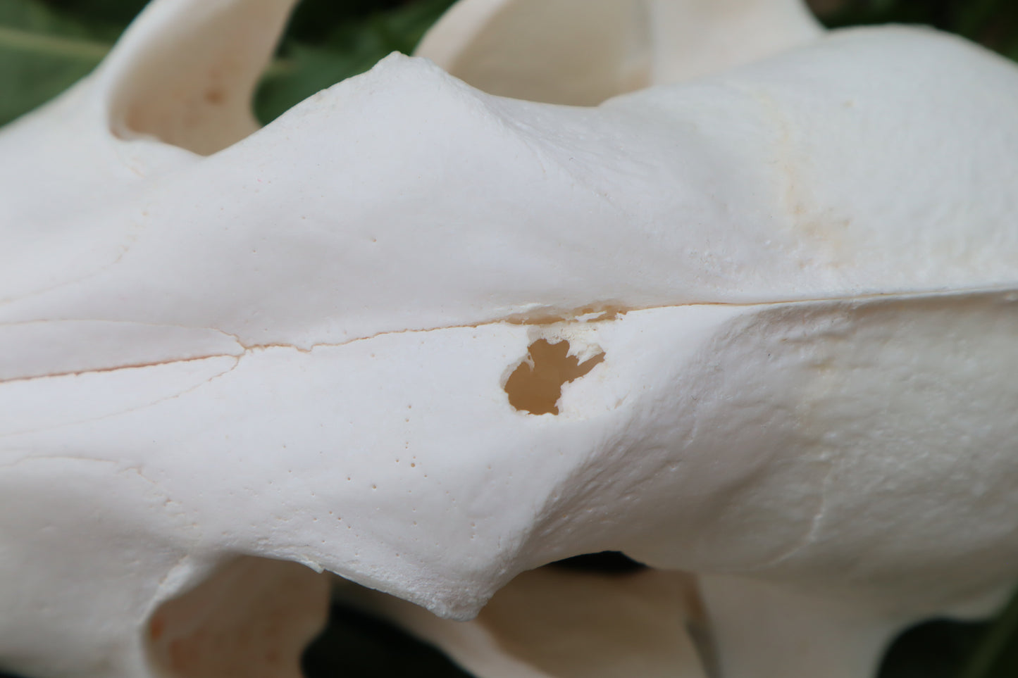 Pathological Coyote Skull