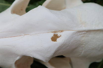 Pathological Coyote Skull