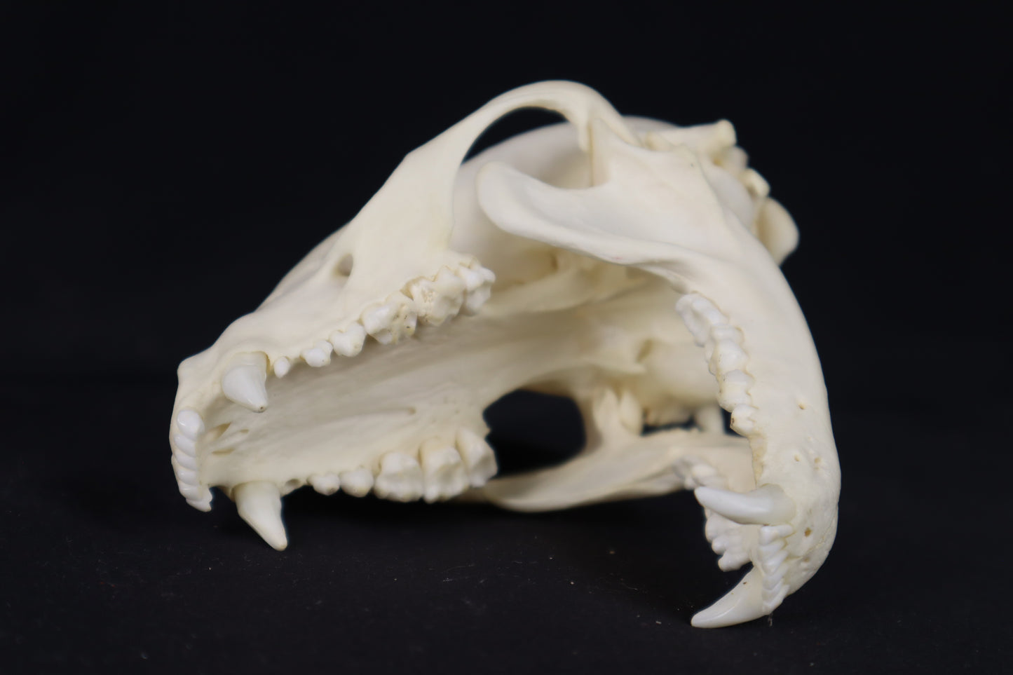 Raccoon Skull