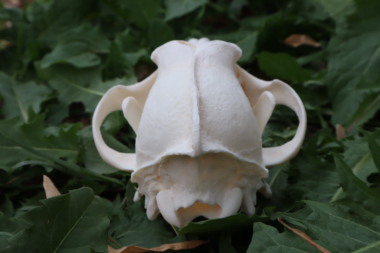 Pathological Coyote Skull