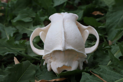 Pathological Coyote Skull