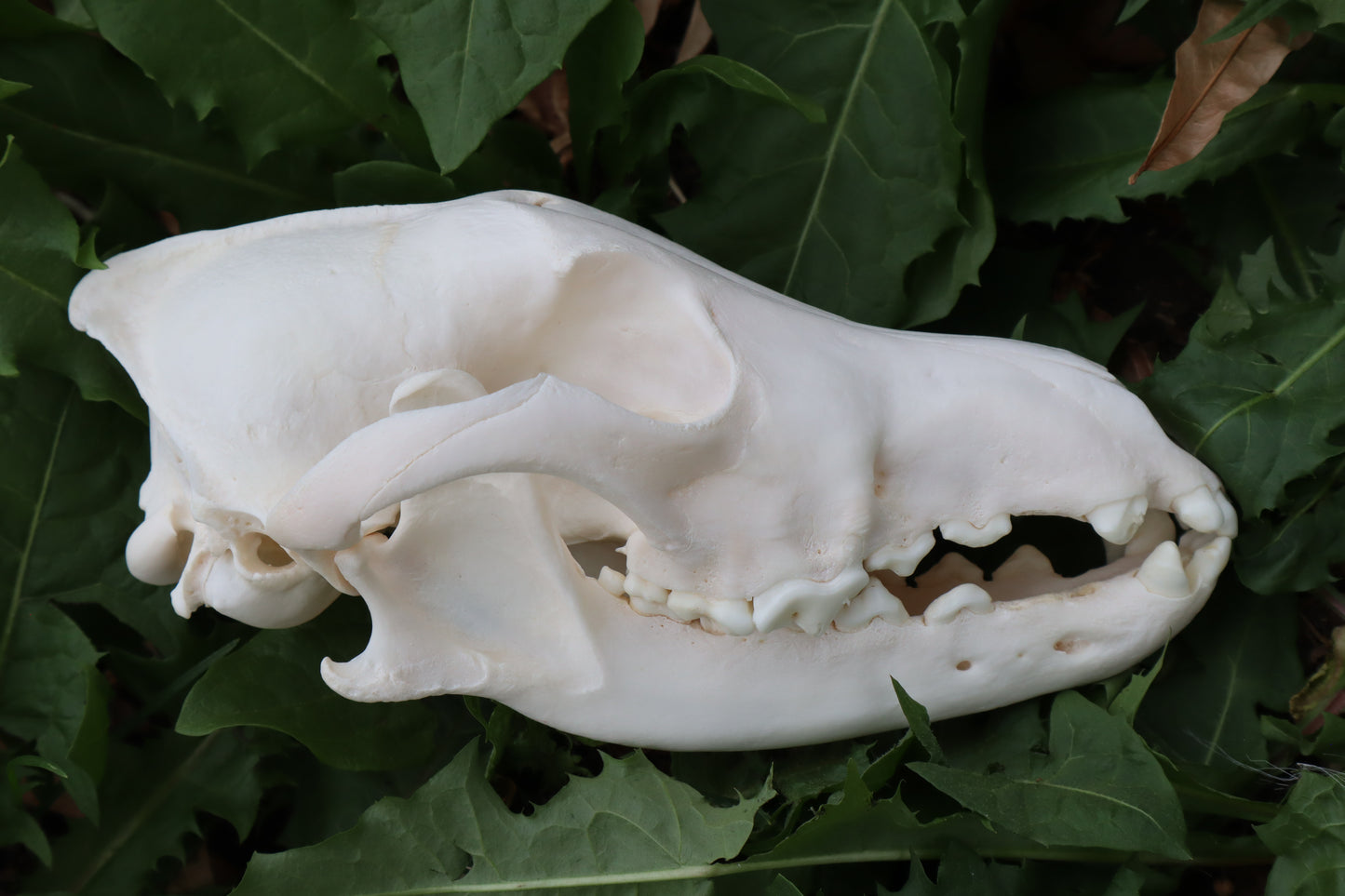 Pathological Coyote Skull