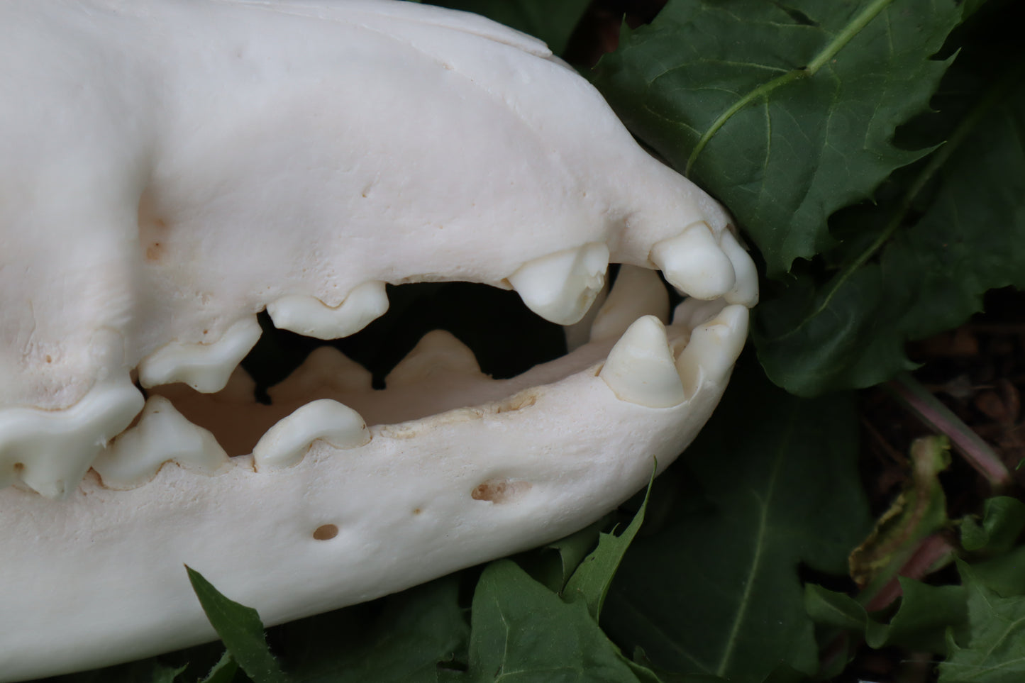 Pathological Coyote Skull