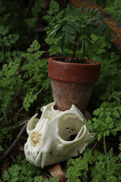 Bobcat Skull Plant Holder
