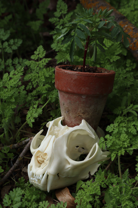 Bobcat Skull Plant Holder