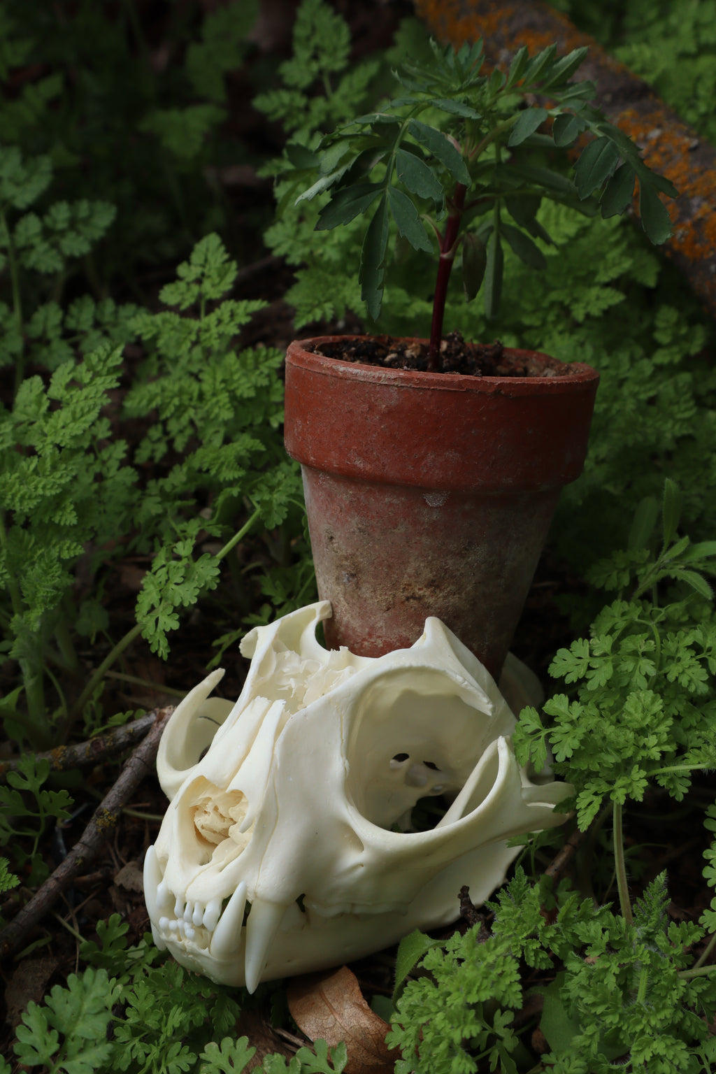 Bobcat Skull Plant Holder