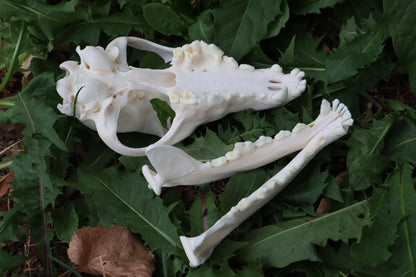 Pathological Coyote Skull
