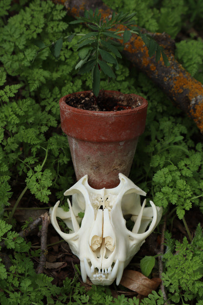 Bobcat Skull Plant Holder