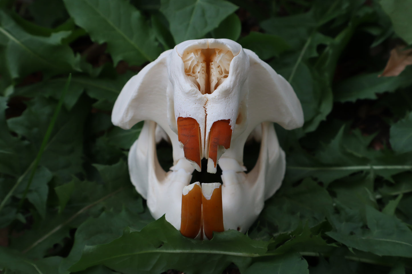 Beaver Skull