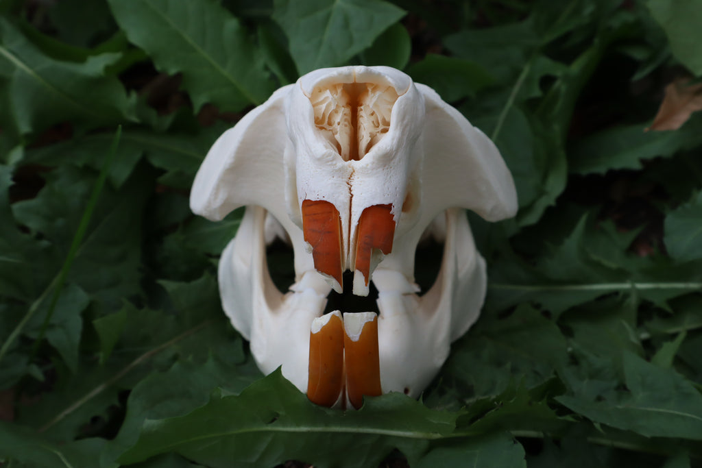 Beaver Skull