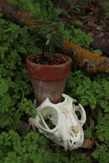 Bobcat Skull Plant Holder