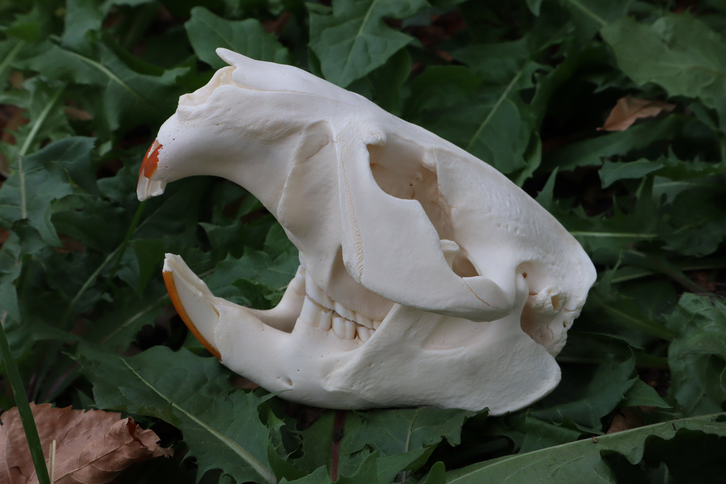 Beaver Skull
