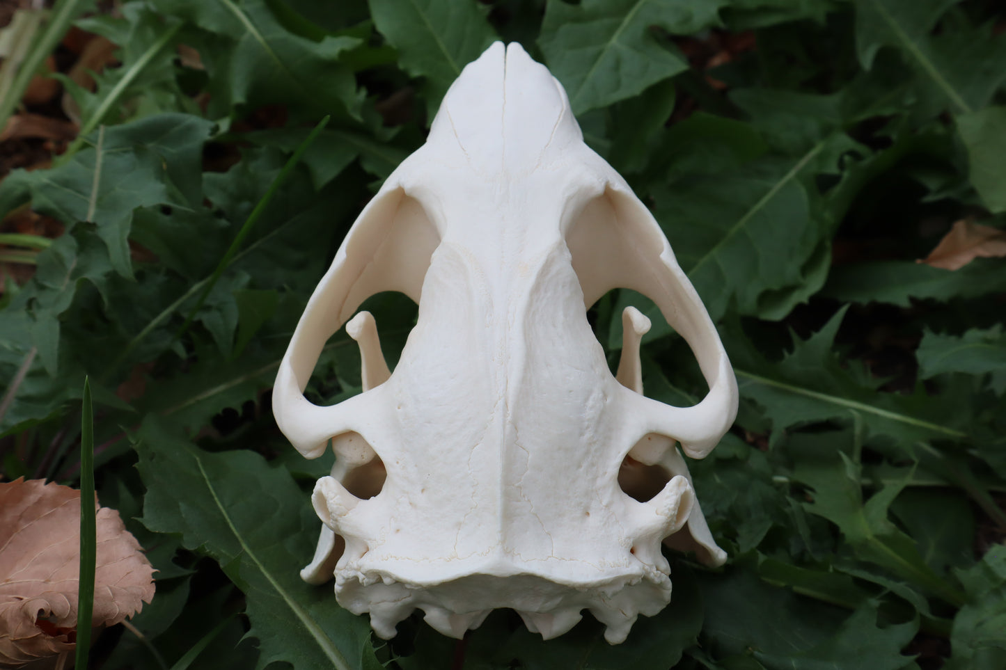 Beaver Skull