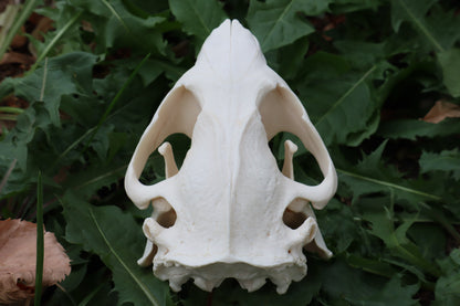Beaver Skull