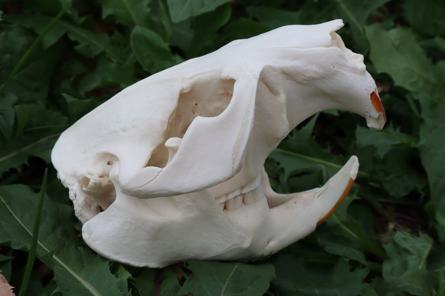 Beaver Skull