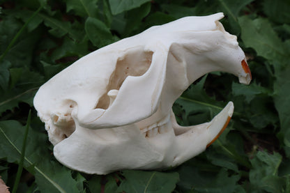 Beaver Skull