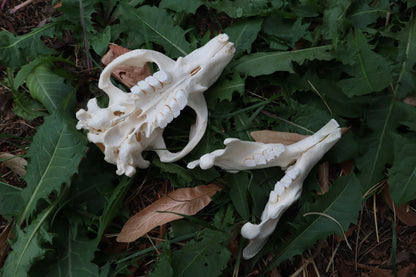 Beaver Skull