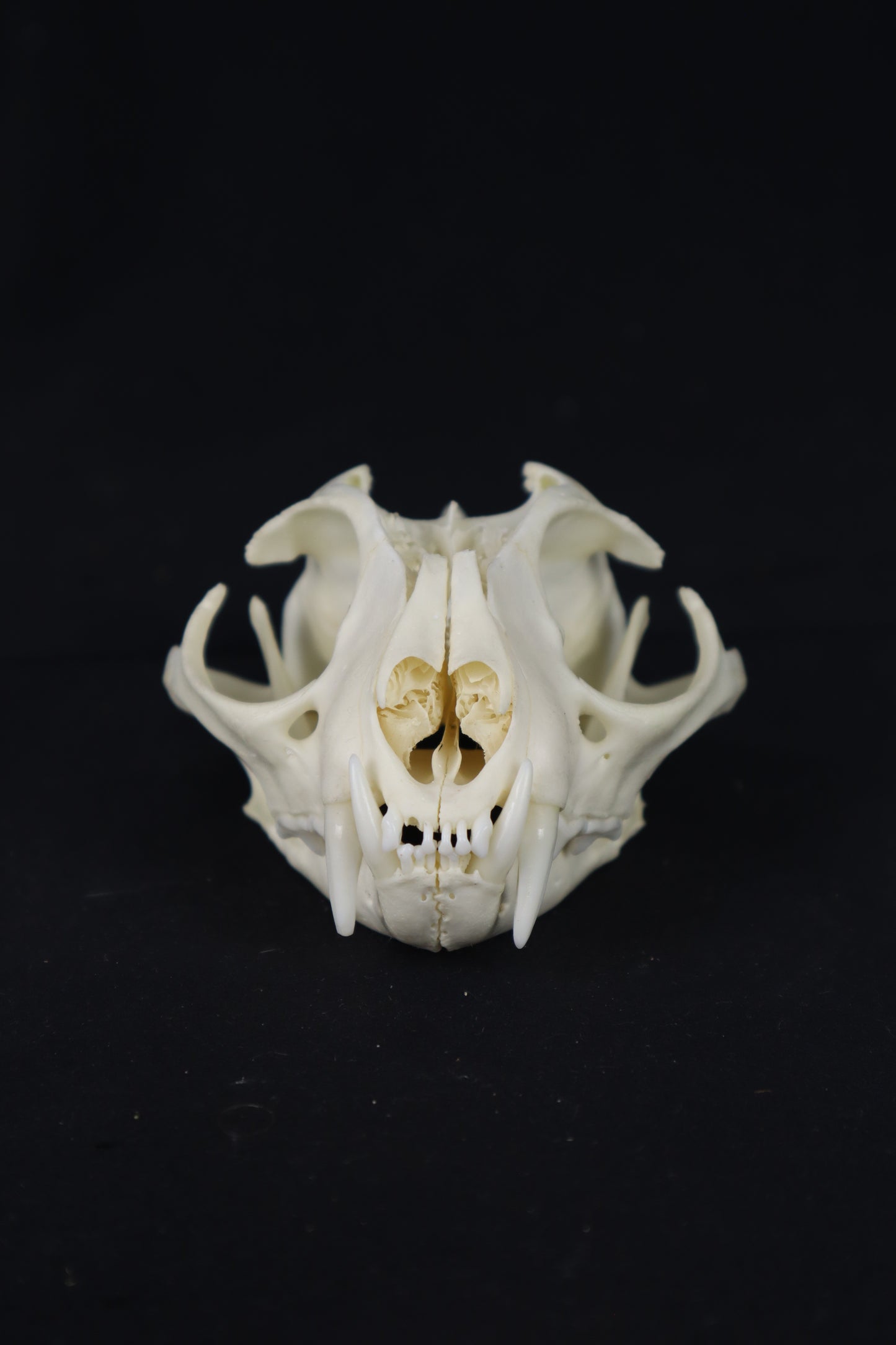 Bobcat Skull Plant Holder
