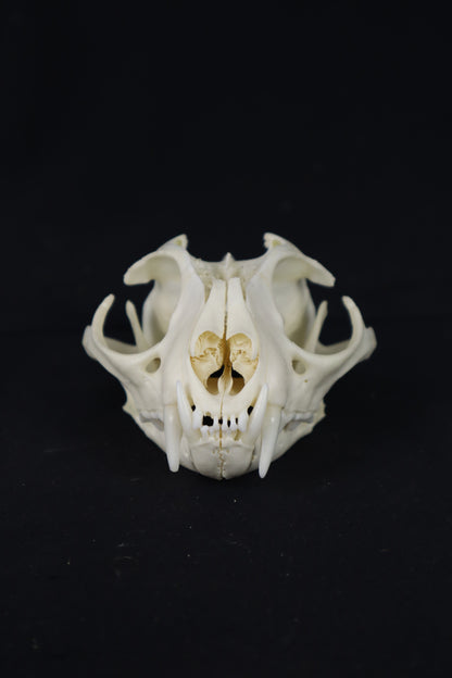 Bobcat Skull Plant Holder