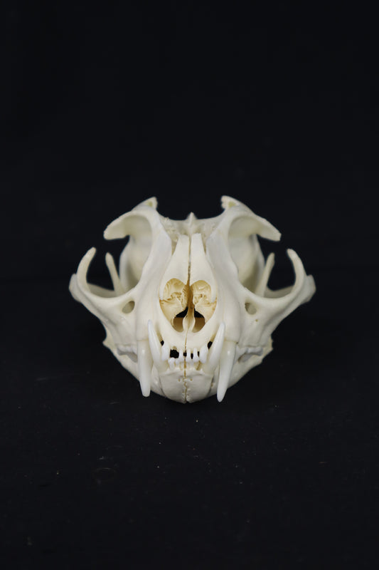 Bobcat Skull Plant Holder