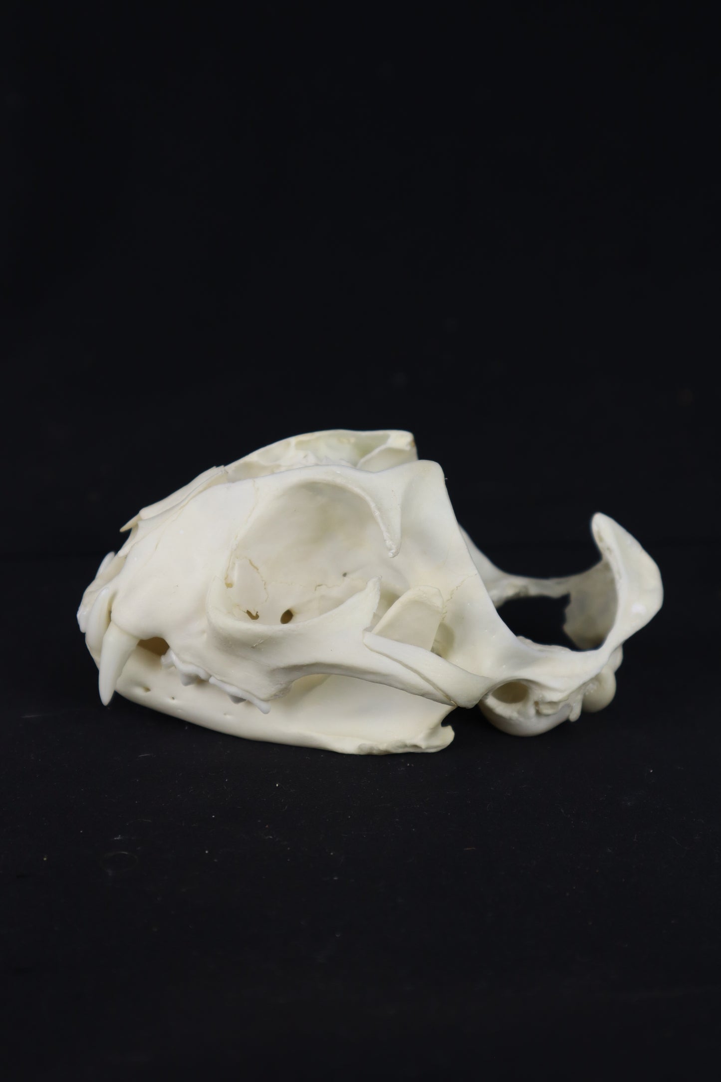 Bobcat Skull Plant Holder