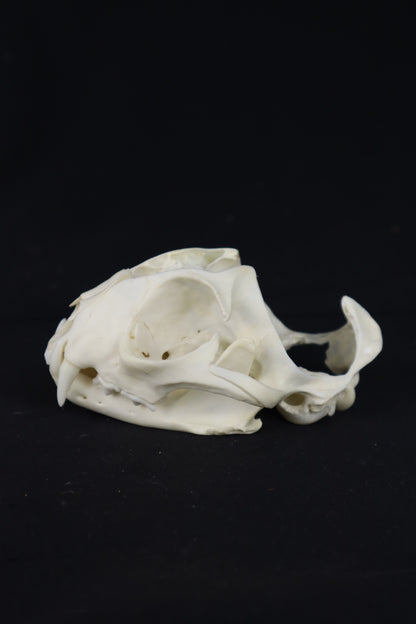 Bobcat Skull Plant Holder