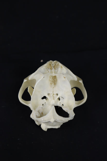 Bobcat Skull Plant Holder
