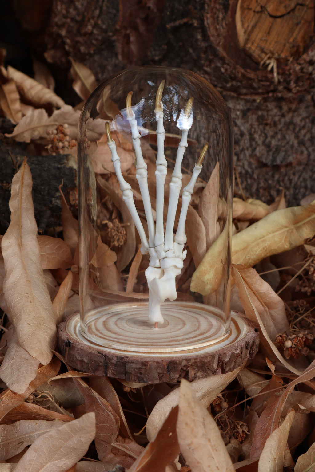 Raccoon Paw Articulation in Glass Dome