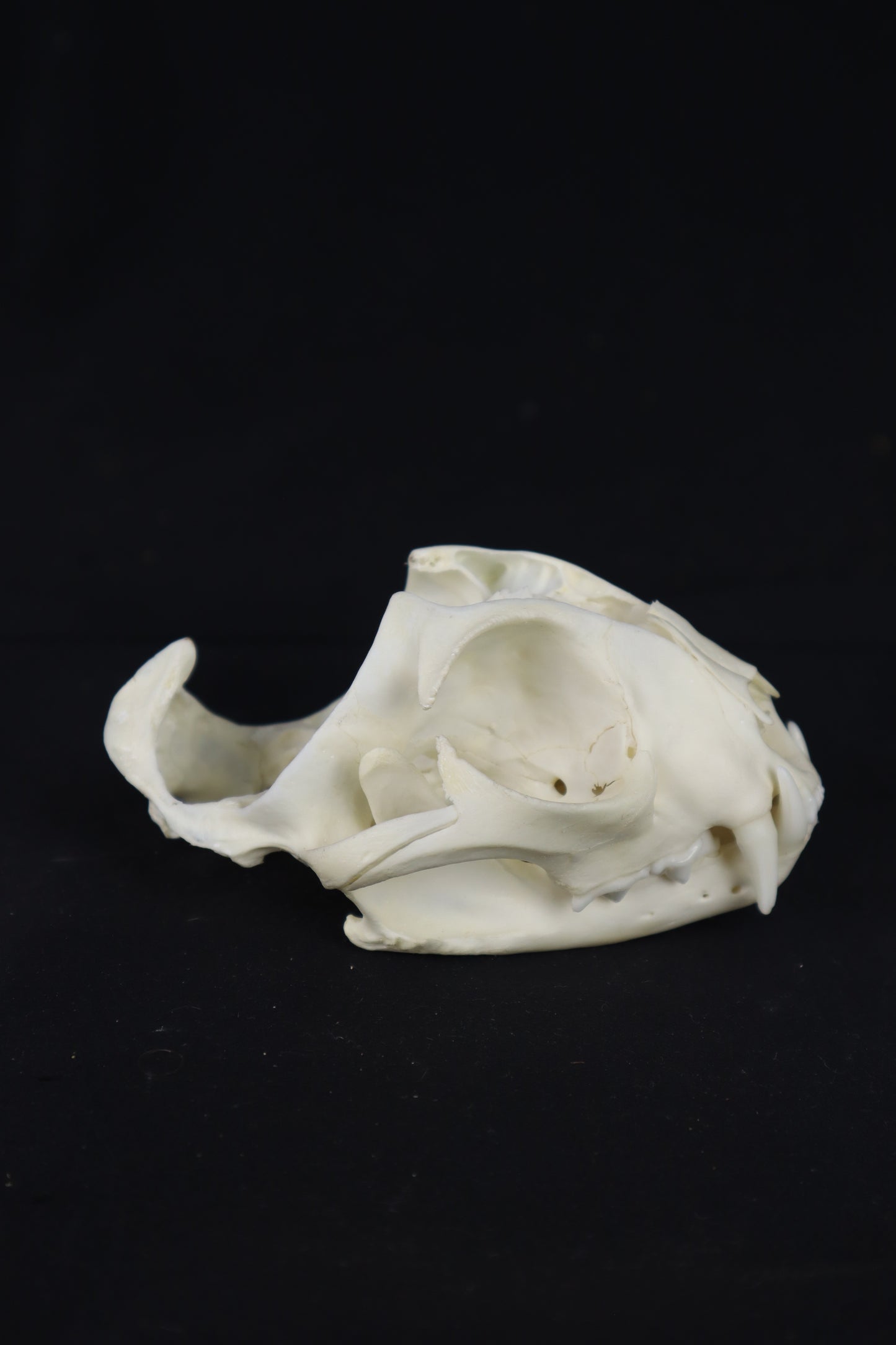 Bobcat Skull Plant Holder