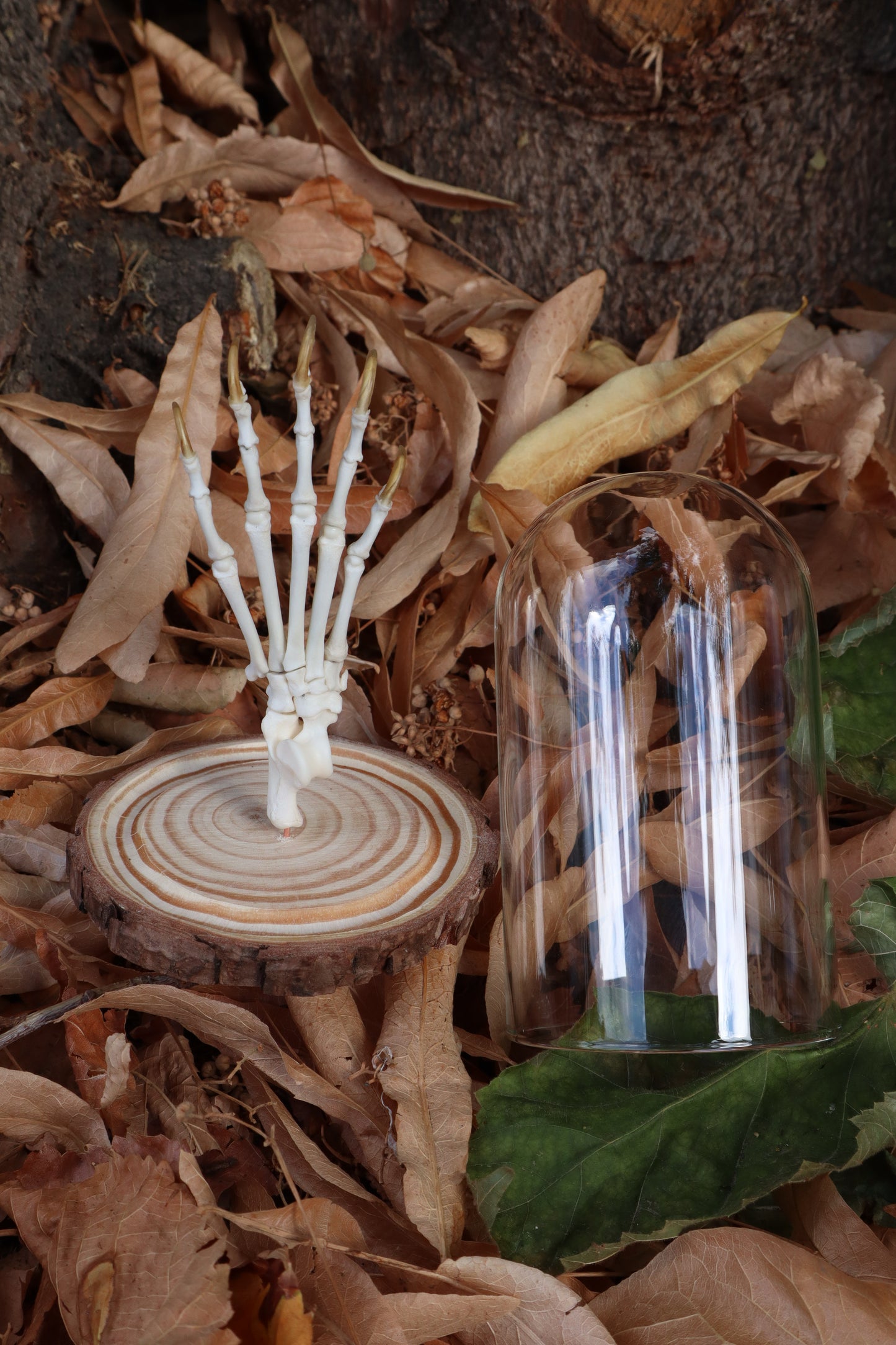Raccoon Paw Articulation in Glass Dome
