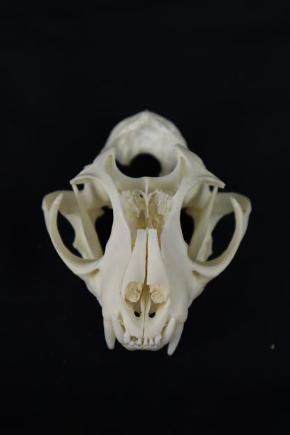 Bobcat Skull Plant Holder